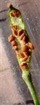  Capsule bearing seeds